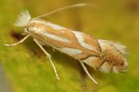 Phyllonorycter