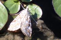 Elophila nymphaeata
