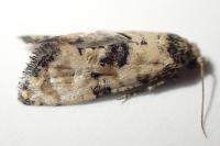 Cochylis pallidana