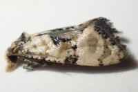 Cochylis pallidana