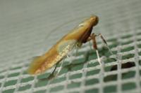 Caloptilia