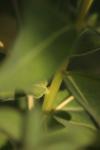 Chamaesphecia palustris