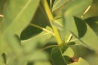Chamaesphecia palustris