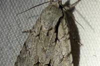 Acronicta