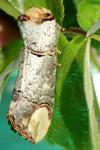 Phalera bucephala
