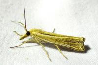 Ancylolomia palpella / Ancylolomia tentaculella / Ancylolomia disparalis