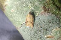 Acleris