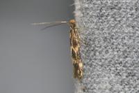 Oinophila v-flavum