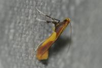 Caloptilia