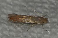 Phyllonorycter