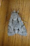 Acronicta