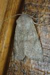 Orthosia populeti