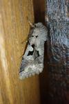 Orthosia gothica