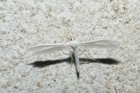 Pterophorus pentadactylus