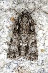 Acronicta rumicis