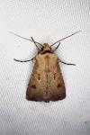 Agrotis exclamationis