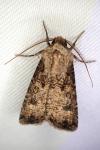 Agrotis segetum