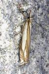 Crambus pascuella