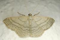 Idaea subsericeata