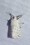 Spilosoma lubricipeda