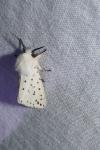 Spilosoma lubricipeda