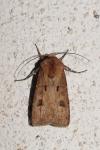 Agrotis exclamationis