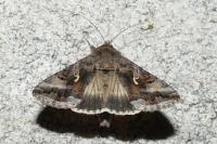 Autographa gamma