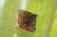 Euclidia glyphica