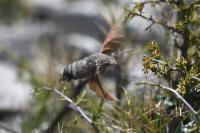 Macroglossum stellatarum