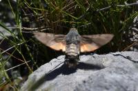 Macroglossum stellatarum