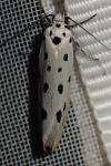 Ethmia dodecea