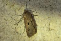 Agrotis exclamationis