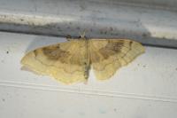 Idaea degeneraria