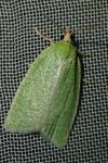 Tortrix viridana