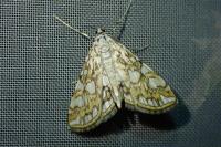 Elophila nymphaeata