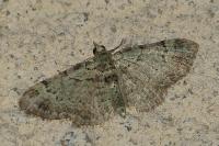 Pasiphila rectangulata