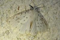 Spilosoma lubricipeda