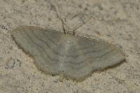 Idaea subsericeata