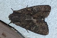 Dryobotodes tenebrosa