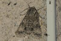 Acronicta megacephala