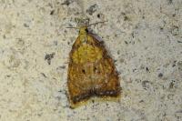 Acleris bergmanniana