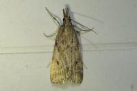 Eudonia pallida