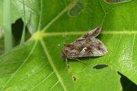 Autographa gamma