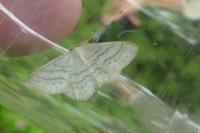 Idaea subsericeata