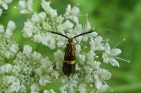 Nemophora degeerella