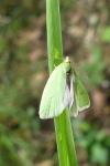 Tortrix viridana