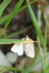 Tortrix viridana