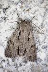 Acronicta