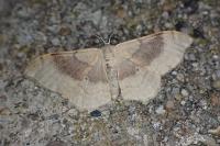 Idaea degeneraria