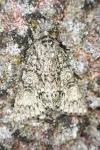 Acronicta megacephala